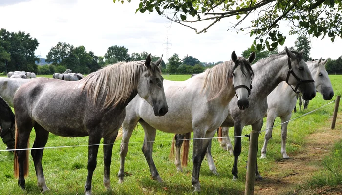 Prague - Vienna Easy